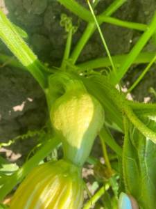 IMG_0707.jpeg