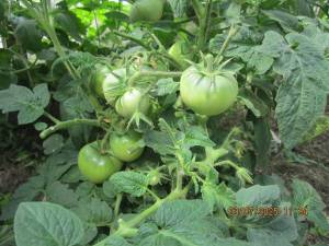 IMG_0775.thumb.JPG.6f8c2bfc343ea00c55945cc8e0b8eeef.JPG