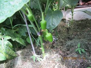 IMG_0791.thumb.JPG.7b28e685da564b5ecb03ef3e75f69504.JPG