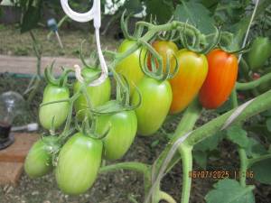 IMG_0793.thumb.JPG.7dfbe5bba14fa27542de357f61d07551.JPG
