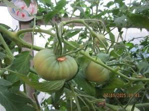 IMG_0798.thumb.JPG.87830c371ebf9220450d2b2e3f49fc46.JPG