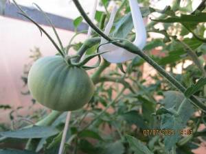IMG_0800.thumb.JPG.a9b88d11b6e7ec3a8d64a4b935b99d63.JPG