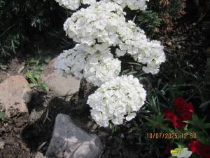 IMG_0809.thumb.JPG.fc048037ae85c3780dc970139fe8b9dd.JPG