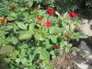 IMG_0810.thumb.JPG.0a95b65819c4281374f96b48a5049f67.JPG