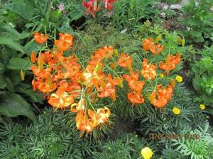 IMG_0812.thumb.JPG.6d6ebd28be8f4a14e27fde4f89e79047.JPG