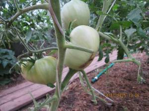 IMG_0827.thumb.JPG.9eead4e935eaf90cf641a1bbc4a71b53.JPG
