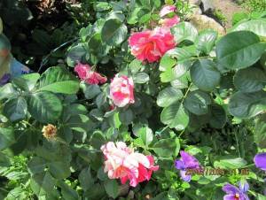 IMG_0857.thumb.JPG.c0b26c526529d85f1cbec46c033bf978.JPG