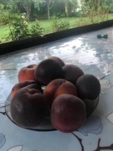 IMG_1271.jpeg