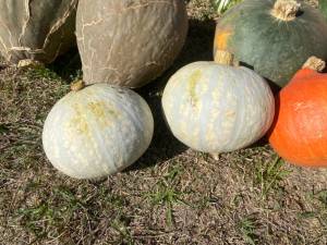 IMG_1524.thumb.jpeg.351d0d2912aae37e59925ede3fc891d0.jpeg