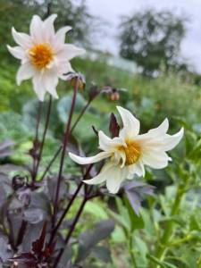 IMG_1828.jpeg