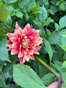 IMG_1829.jpeg
