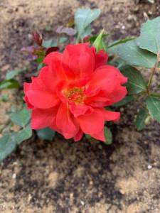 IMG_1855.jpeg