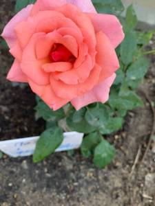 IMG_1992.jpeg