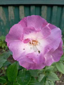 IMG_20250611_200824.jpg