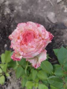 IMG_20250616_153808.jpg