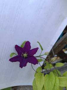 IMG_20250629_143646.jpg