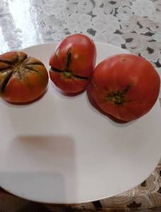 IMG_20250701_071938.jpg