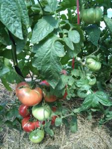 IMG_20250702_110326.jpg