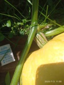 IMG_20250703_110916.thumb.jpg.d5afe8b9663363ed778c9aaf17bc5070.jpg