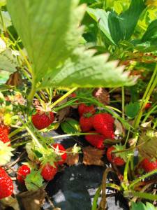 IMG_20250703_112444.jpg