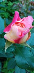 IMG_20250703_212052.jpg