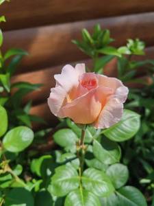 IMG_20250704_122559.jpg