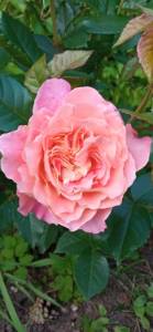 IMG_20250704_183701.jpg