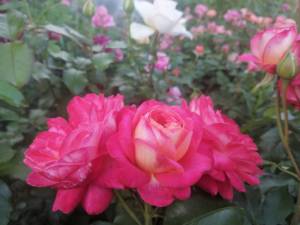 IMG_20250704_202329.jpg