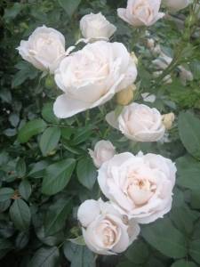 IMG_20250704_204812.jpg