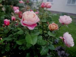 IMG_20250704_211826.jpg