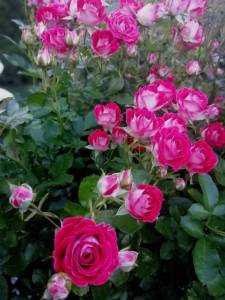 IMG_20250704_212328.jpg