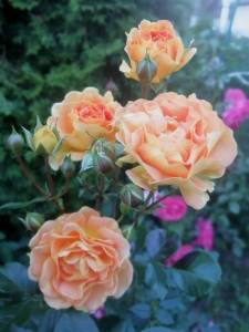 IMG_20250704_212522.jpg