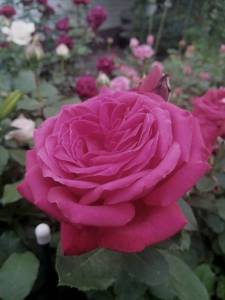 IMG_20250704_213816.jpg