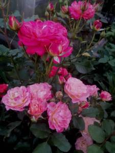 IMG_20250704_214020.jpg