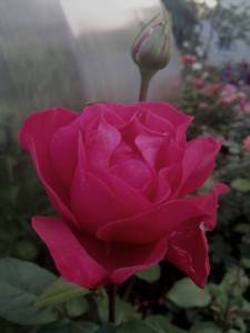 IMG_20250704_214109.jpg