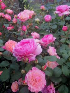 IMG_20250704_214202.jpg