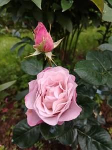 IMG_20250705_060959.thumb.jpg.f75150e8fd6a74ac50f59efdcc3fd0e5.jpg