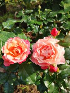 IMG_20250705_070055.thumb.jpg.5d73dcf1a37874f0936c8e65ebcb4169.jpg