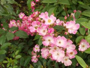 IMG_20250705_075119.thumb.jpg.2490b9a79c24091e332971cd5a1d47f9.jpg