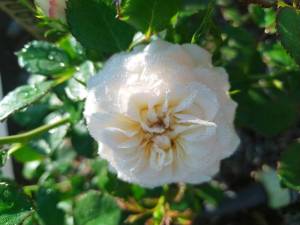 IMG_20250705_075937.jpg