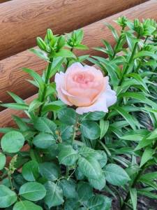 IMG_20250705_094127.jpg