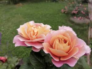 IMG_20250705_094620.jpg