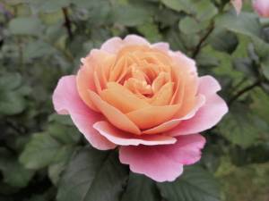 IMG_20250705_094644.jpg