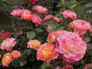 IMG_20250705_094828.jpg