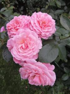 IMG_20250705_095050.jpg
