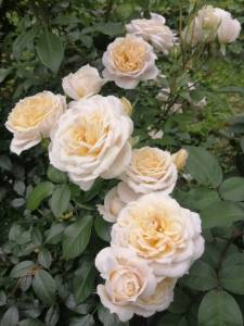 IMG_20250705_095151.jpg