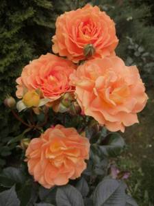 IMG_20250705_095226.jpg