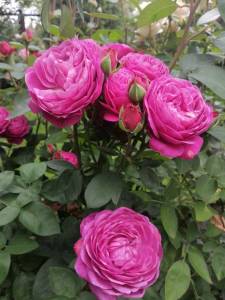 IMG_20250705_095259.jpg