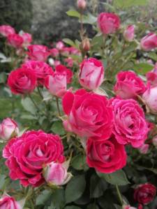 IMG_20250705_095357.jpg