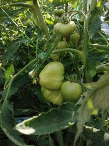 IMG_20250705_175036.jpg